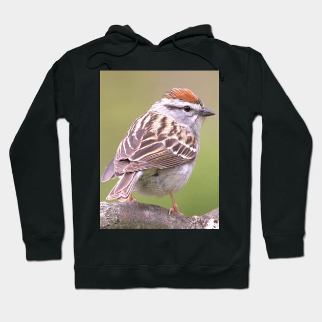 Chipping Sparrow on a big curled tree branch Hoodie by BirdsnStuff